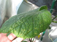IMG_1006.JPG