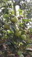 IMG_20170627_165521.jpg