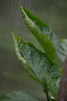 DSC_7415.jpg