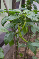 DSC_7419.jpg