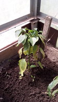IMG_20170629_121021.jpg