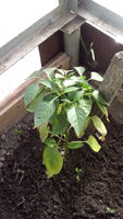 IMG_20170629_162319.jpg