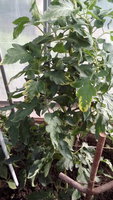 IMG_20170629_162303.jpg