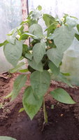 IMG_20170629_181254.jpg