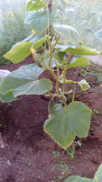 IMG_20170629_181653.jpg
