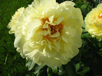 Lemon Chiffon легкий.jpg