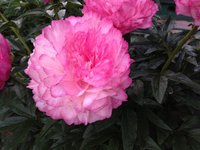 IMG_6680.JPG