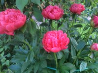 IMG_4257.JPG