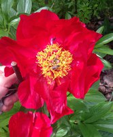 IMG_6683.JPG