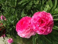 IMG_5368.JPG