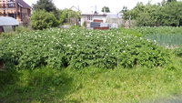 IMG_20170630_104533.jpg