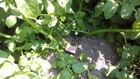 IMG_20170630_105044.jpg