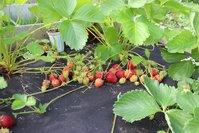 IMG_8133.jpg