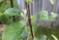 IMG_8209.jpg