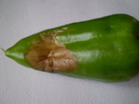 P1010003 (2).JPG