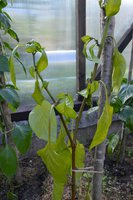 DSC_7687.jpg