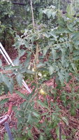IMG_20170702_184216.jpg