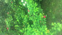 P_20170610_110244.jpg