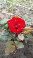 IMG_20170703_105117.jpg