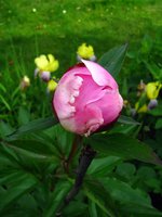 IMG_3389.JPG