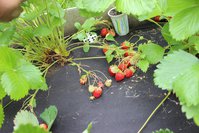 IMG_8239.jpg