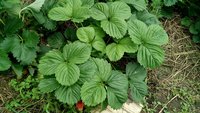 IMG_20170704_134602.jpg