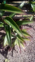 IMG_20170711_103056.jpg