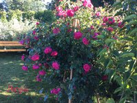 IMG_2510.JPG