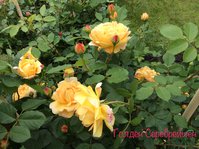 IMG_2516.JPG