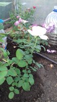 20170710_200446.jpg