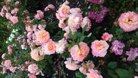 20170702_161634 (1).jpg