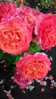 20170702_161650.jpg