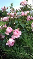 20170702_164058.jpg