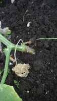 IMG_20170711_201058.jpg