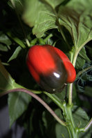 DSC_0007.NEF.jpg