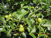DSCN5908.JPG