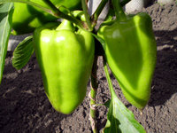 P1010006.JPG
