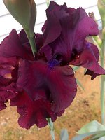 IMG_20130612_103727.jpg