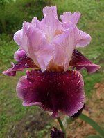 IMG_20130612_103820.jpg