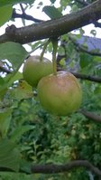 WP_20170713_001.jpg