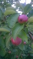 WP_20170713_007.jpg