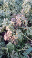 IMG_20170714_200017.jpg