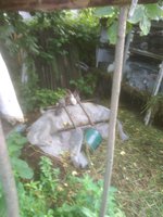 Это старшие и самостоятельные цыплята.прячутся по тихим и кормным местам.Двухдневные от фотика прячутся под нянькой.