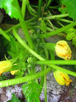 IMG_3484.JPG