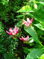 IMG_3461.JPG