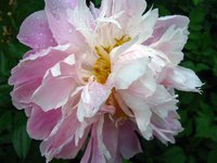 IMG_3442.JPG