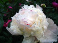 IMG_3448.JPG