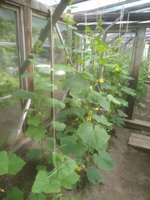 IMG_20170717_164419.jpg