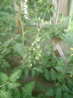 IMG_20170717_164613.jpg