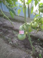 IMG_20170717_191434.jpg